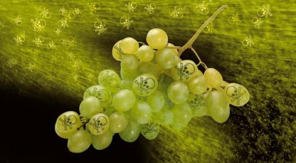 Montage: Weintrauben werden mit Pestiziden besprüht.