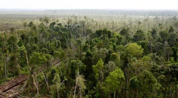 forest destruction Indonesia
