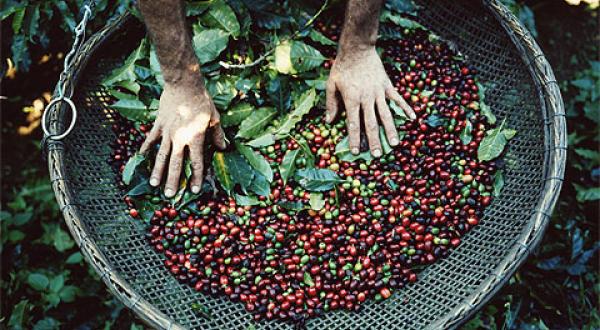 FrischgeernteteKaffeebohnen