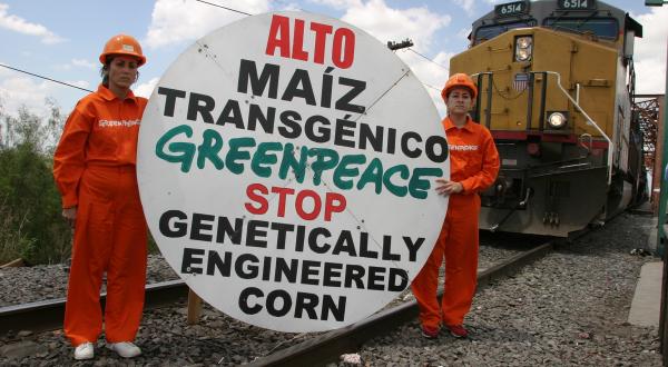 Greenpeace fängt einen Zug mit Mais aus den USA auf dem Weg nach Mexiko ab. Aktivist:innen auf der Eisenbahnbrücke halten Schilder: "Stop genetically engineered corn" in Spanisch und Englisch.