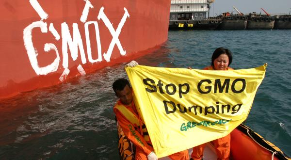 Greenpeace-Aktivist:innen malen ein riesiges "X" und die Buchstaben "GMOs" auf den Rumpf der MV Poseidon, eines Massengutfrachters, der gentechnisch verändertes Soja transportiert. 