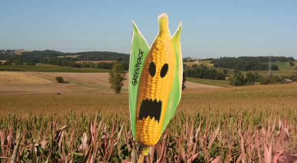 GE Painting Action to Expose Field of GMO Maize