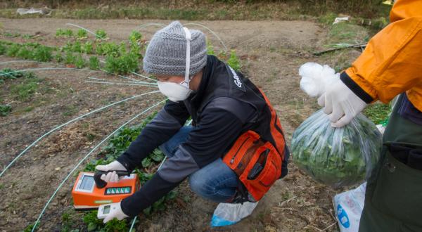 Die Greenpeace-Strahlenexpertin Rianne Teule untersucht in Minamisoma, 25 km nördlich des havarierten Kernkraftwerks Fukushima Daiichi, die Ernte auf Kontamination. 
