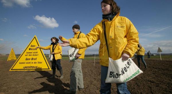 Greenpeace-Aktivist:innen säen Bio-Weizen auf einem Feld, auf dem die Firma Syngenta gentechnisch veränderten Weizen anbauen will. Auf dem Feld Schilder: "Kein Gen-Weizen auf den Feldern" und  "Finger weg von unserem täglichen Brot".