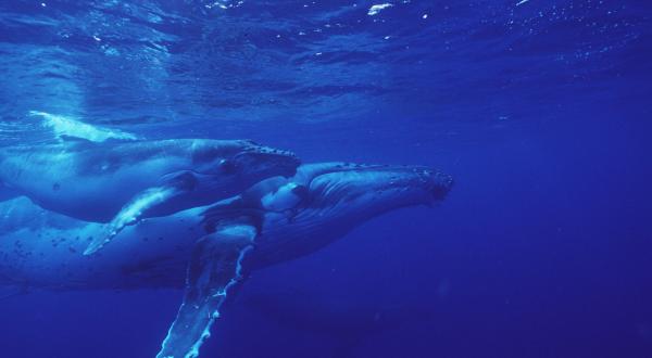 Humpback Whales in Pacific Ocean