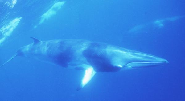 Minke Whale in Pacific Ocean