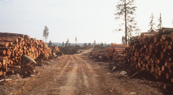 Holz in der Nähe der russisch-finnischen Grenze.