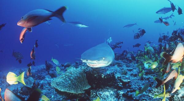 Lemon Shark in French Polynesia