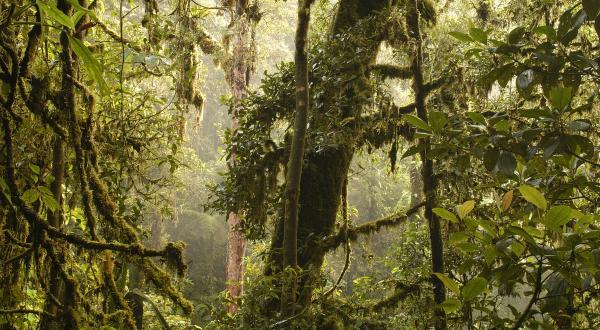 Rainforest in Papua New Guinea
