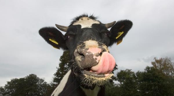 Kuh mit Hörnern leckt sich das Maul auf der Weide