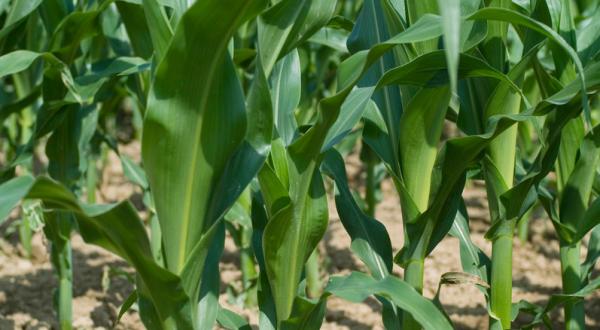 Gen-Mais auf der DLG 