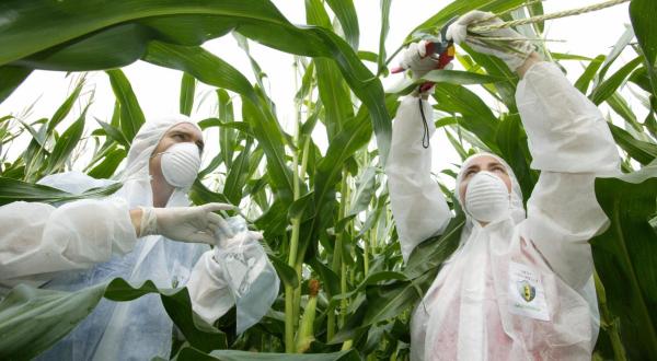 Sampling Genetically Engineered Maize in Germany