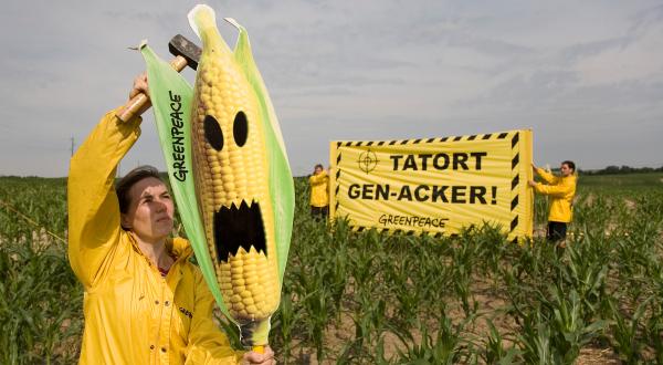Action against Illegal GE Maize in Germany
