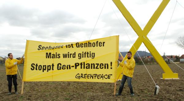 Einen Gen-Acker bei Froehstockheim markieren 15 Greenpeace-Aktivisten mit einem 6 Meter hohen und 5 Meter breiten gelben "X" aus Holz.