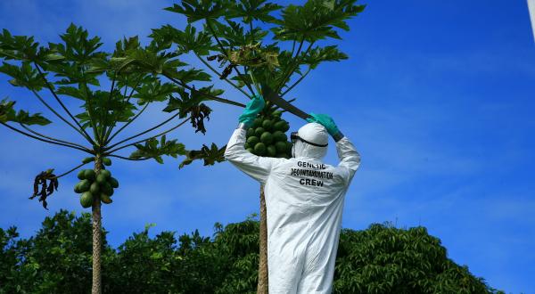 GE Papaya Decontamination Action Hawaii
