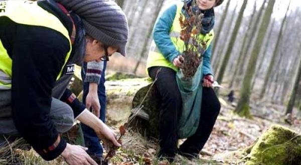 Greenpeace-Aktivisten pflanzen junge Buchen statt Douglasien