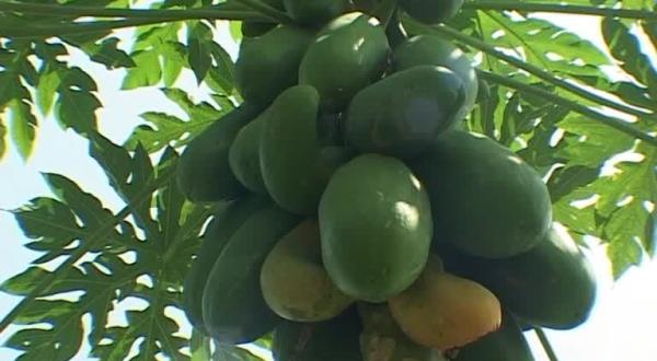 Organic Papaya Field in Thailand