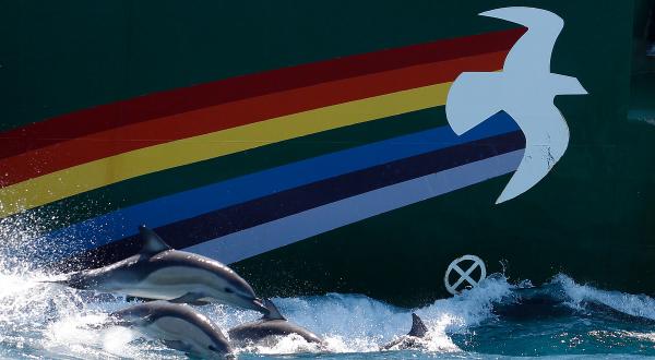Delfine schwimmen neben der Rainbow Warrior in der Cookstraße in Neuseeland, 2013