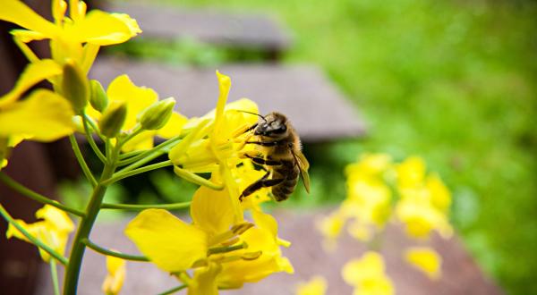 Bee on Rape Flower in Germany