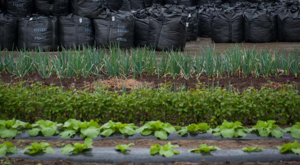 Dekontaminierte Erde bei einem Gemüsegarten in Tamura bei Fukushima