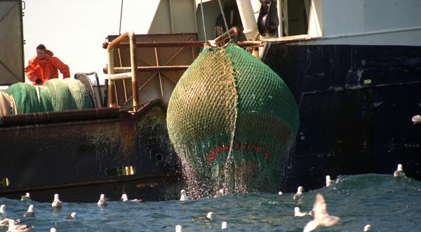 Danish industrial fishing vessel ALLEROE hauling in nets.  North Sea.