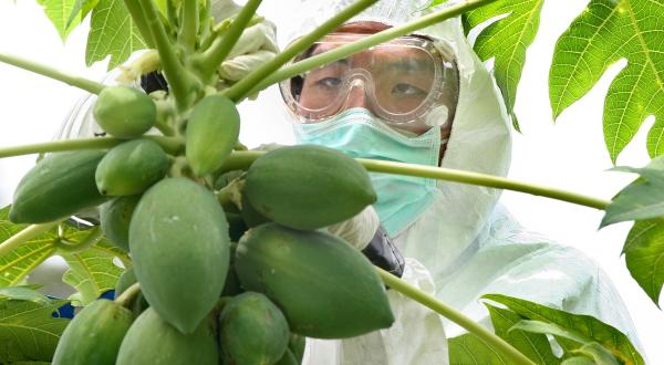 Freiwillige helfen einem Landwirt, auf seiner 100 Quadratmeter großen Farm gentechnisch veränderte Papayas zu beseitigen.