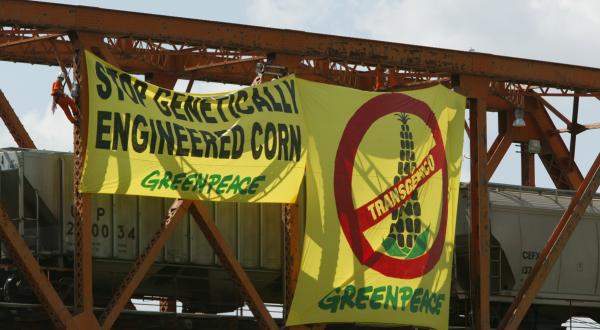 Greenpeace hat einen Zug mit Mais abgefangen. Auf einem  Transparent steht "Stoppt Genmais" und es zeigt einen Maiskolben, auf dem das Wort "genetisch verändert" auf Spanisch durchgestrichen ist. Neben dem linken Transparent ist ein:e Greenpeace-Kletterer:in zu sehen. 