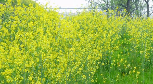 GE Canadian Imported Canola Growing Wild in Japan