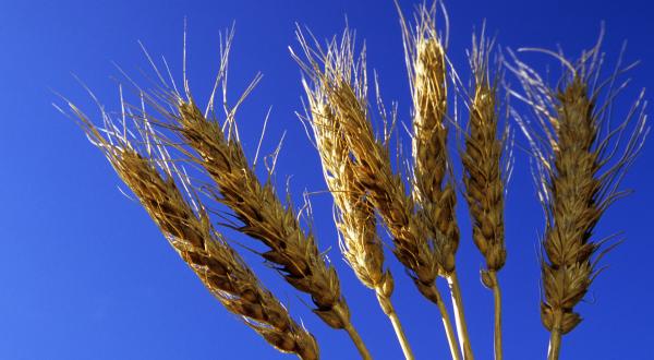 Monsanto Nap Hal Wheat in Germany