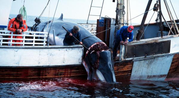 Norwegisches Walfangschiff "VILLDUEN" beim Fang eines Zwergwals. Westufer, Nordsee