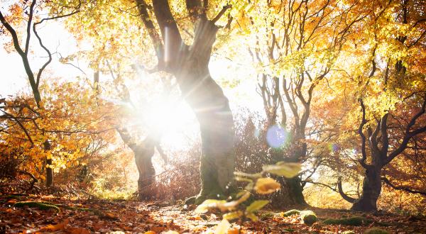 Herbstsonne auf Buchen im Kellerwald in Hessen.
