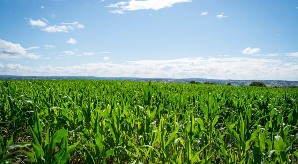 Maize Field in France