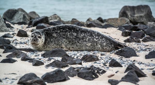 Robbe am Strand auf Helgoland