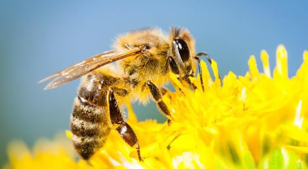 Nahaufnahme einer Biene auf einer gelben Blüte