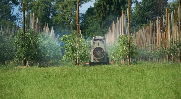 Eine Apfelplantage in der Nähe des Bodensees in Süddeutschland. Ein Traktor versprüht Pestizide.