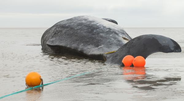Dead Sperm Whale Stranded on Beach of Cuxhaven
