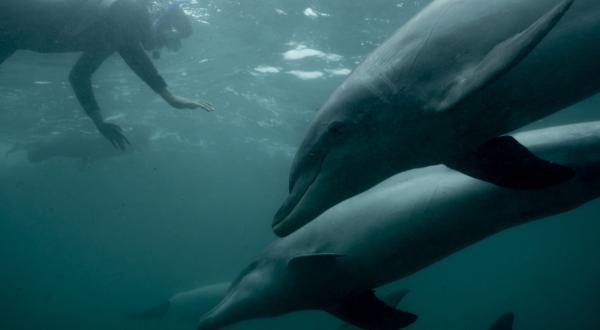 Mit Delfinen schwimmen in Australien