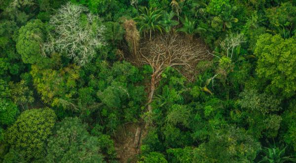 Abholzung im Land der Karipuna, Brasilien