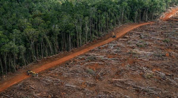 PT Megakarya Jaya Raya (PT MJR) Oil Palm Concession in Papua