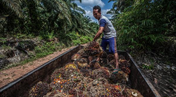 Palmöl--Arbeiter in Sanggau in West Kalimantan