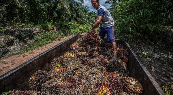 Palm Oil Farmer in Sanggau, West Kalimantan