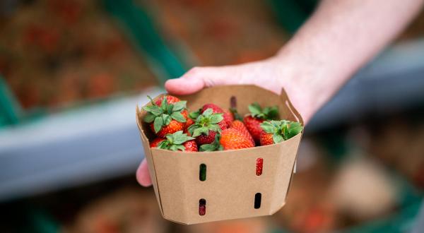 Strawberries in a Cardboard Box