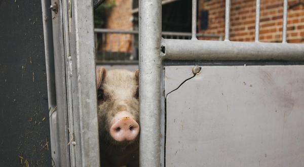Schweine im Thünen-Institut in Westerau