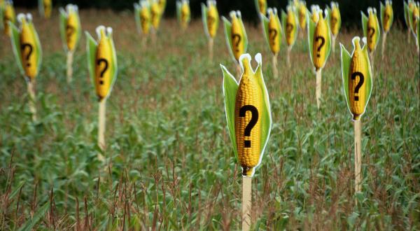 Greenpeace-Aktivist:innen markieren ein Maisfeld mit Schildern, die Mais mit einem "Fragezeichen" zeigen und darauf hinweisen, dass künftig eine von 200 Maispflanzen gentechnisch verunreinigt sein könne, wenn der Entwurf der EU-Saatgutrichtlinie verabschiedet würde.