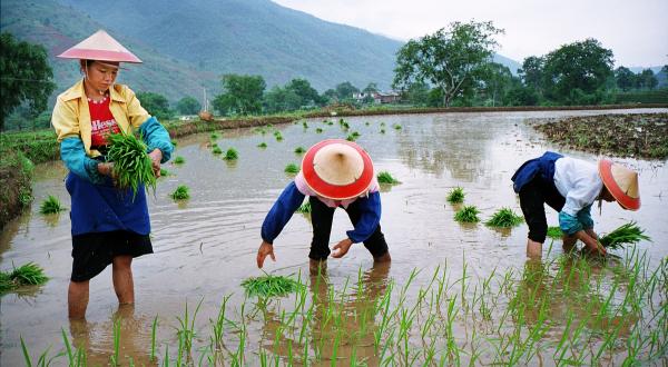 Frauen arbeiten auf einem Reisfeld in Xinping