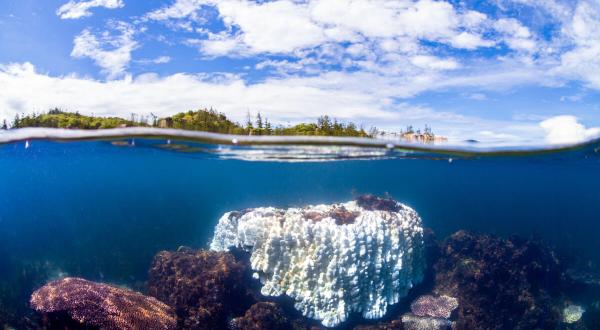 Coral Bleaching at Magnetic Island in the Great Coral Reef