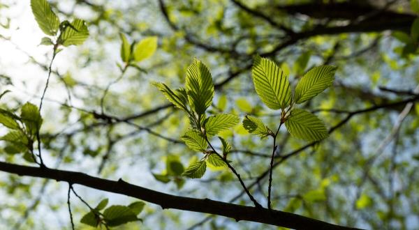 Ast eines Baumes von unten fotografiert
