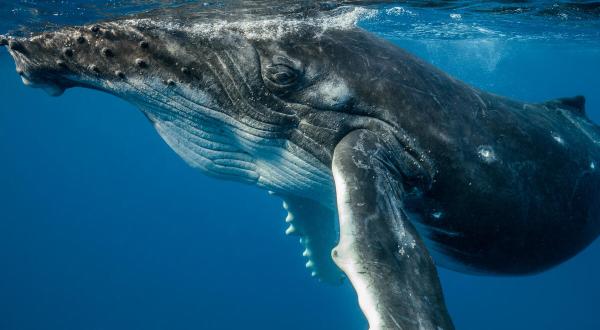 Humpback Whale Calf in the Pacific Ocean
