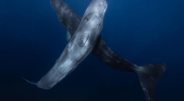 Sperm Whales Up Close Underwater in Indian Ocean, Western Australia