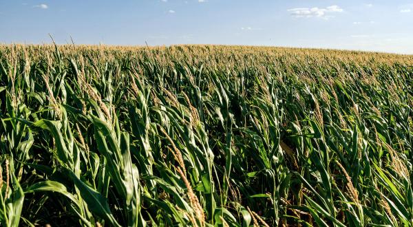 Make Food Not Fuel - Photo OP in Austria